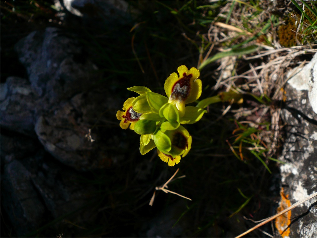 Alcune orchidee del Mont''Albo